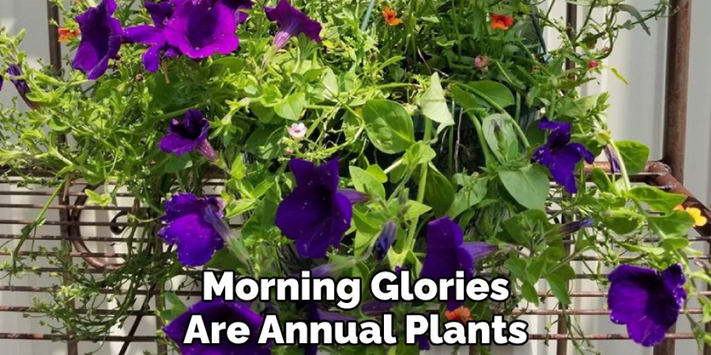 Morning Glories Are Annual Plants