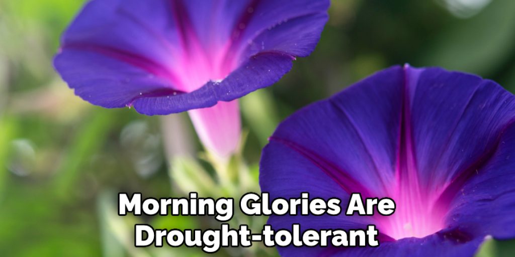 Morning Glories Are Drought-tolerant