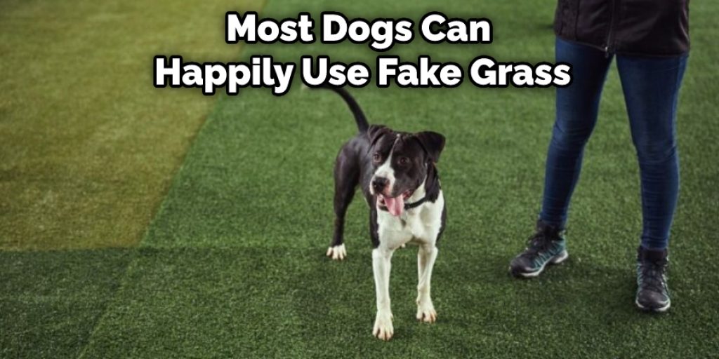 Most Dogs Can Happily Use Fake Grass