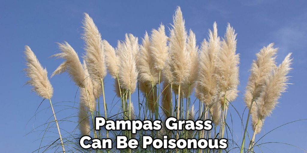 Pampas Grass Can Be Poisonous
