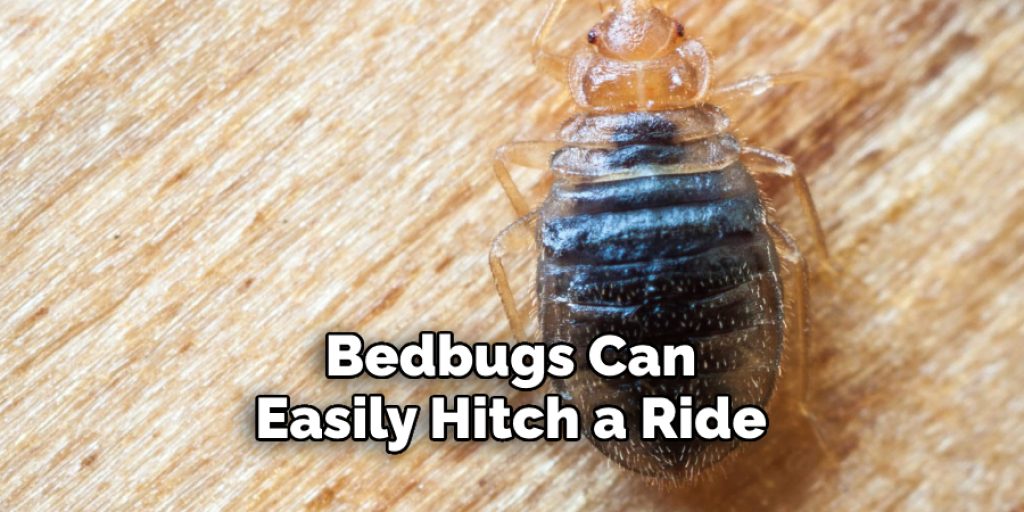 Bedbugs Can  Easily Hitch a Ride
