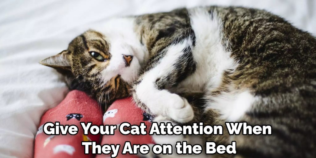 Give Your Cat Attention When They Are on the Bed