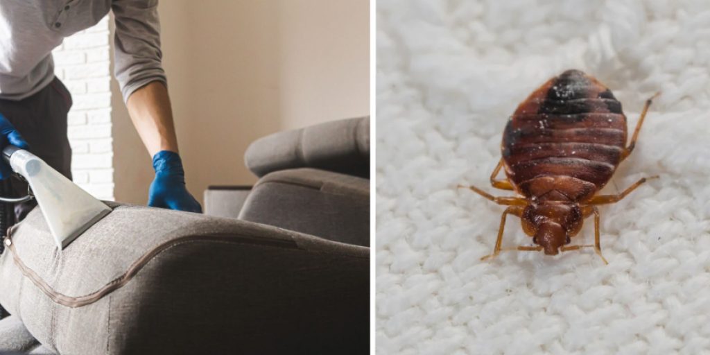 How to Clean Used Furniture to Prevent Bed Bugs