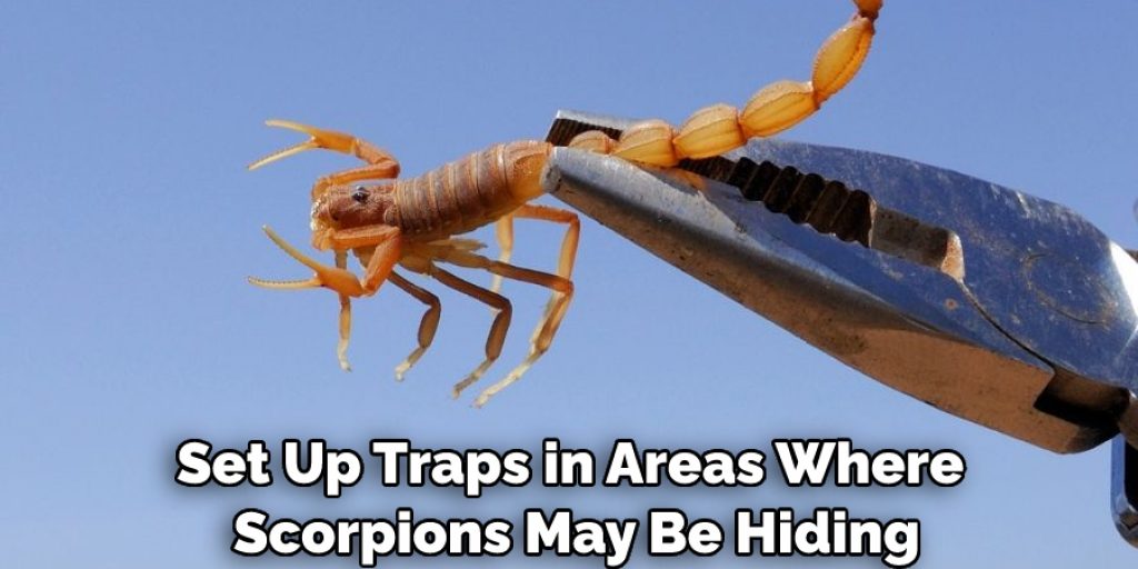 Set Up Traps in Areas Where Scorpions May Be Hiding