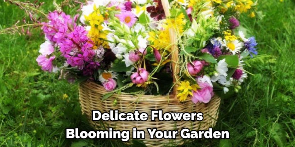 Delicate Flowers
Blooming in Your Garden