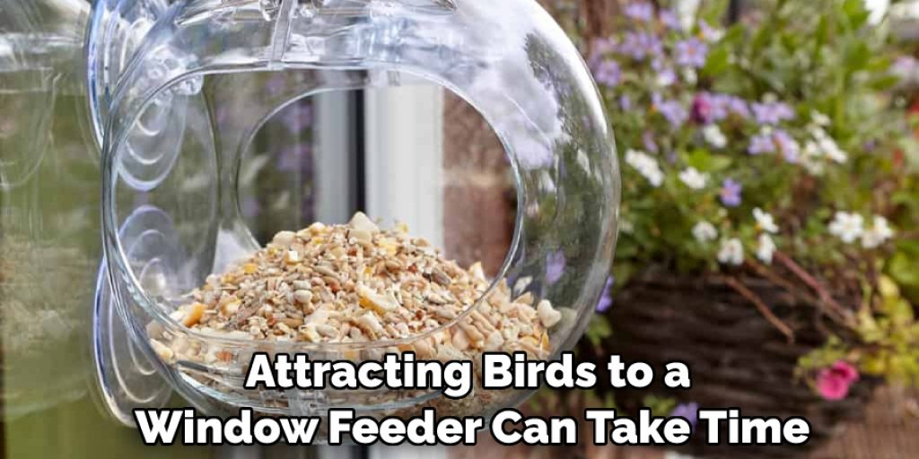 Attracting Birds to a Window Feeder Can Take Time