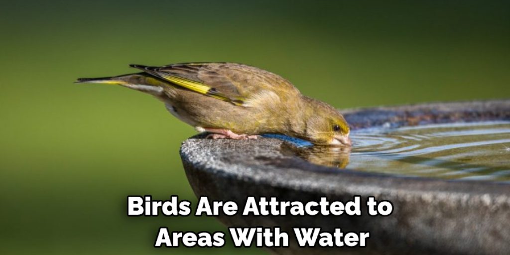 Birds Are Attracted to Areas With Water