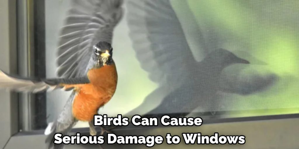 Cardinals Can Cause 
Serious Damage to Windows