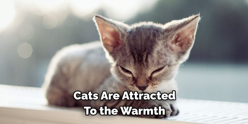 Cats Are Attracted 
To the Warmth