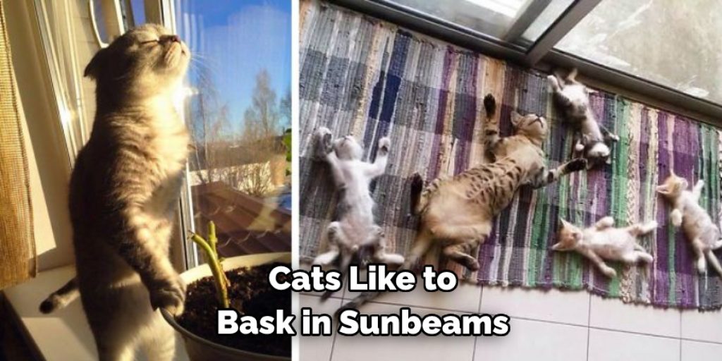 Cats Like to Bask in Sunbeams