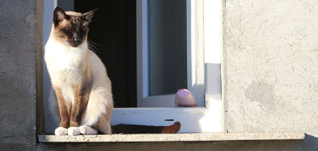 How to Keep Cats Off Window Sills