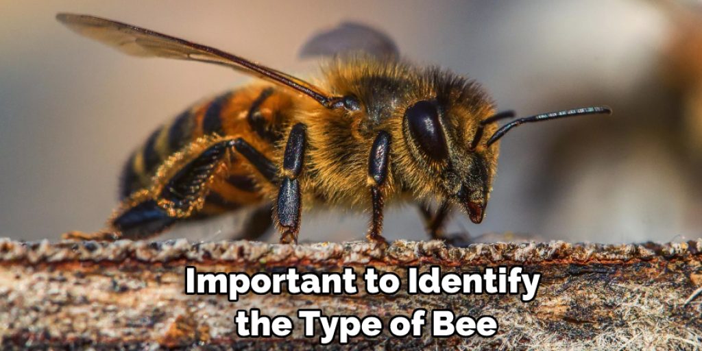 Important to Identify the Type of Bee