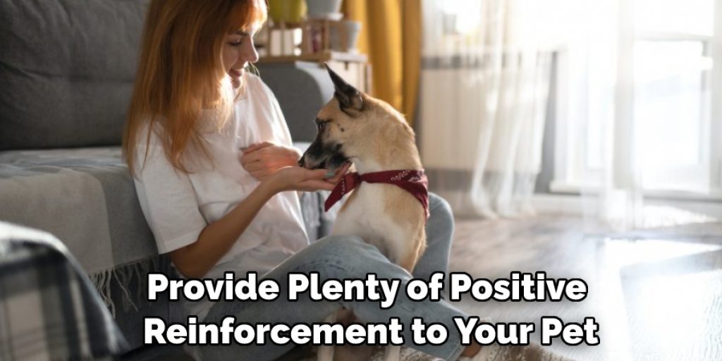 Provide Plenty of Positive Reinforcement to Your Pet