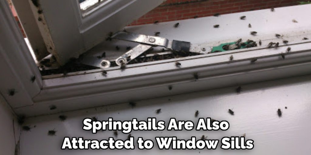 How to Get Rid of Springtails on Window Sill | 10 Easy Methods