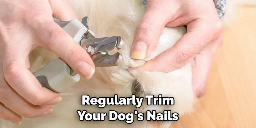 Regularly Trim Your Dog's Nails