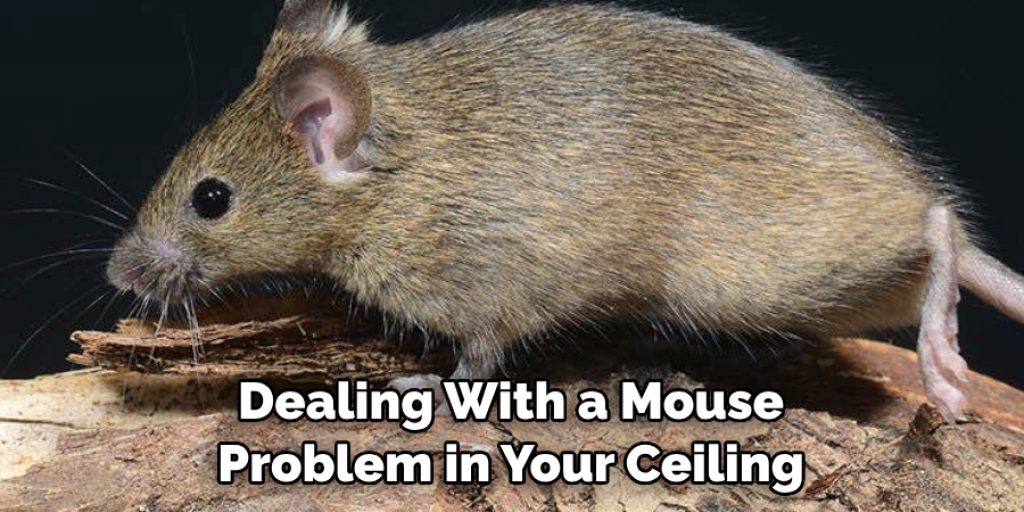 Dealing With a Mouse Problem in Your Ceiling