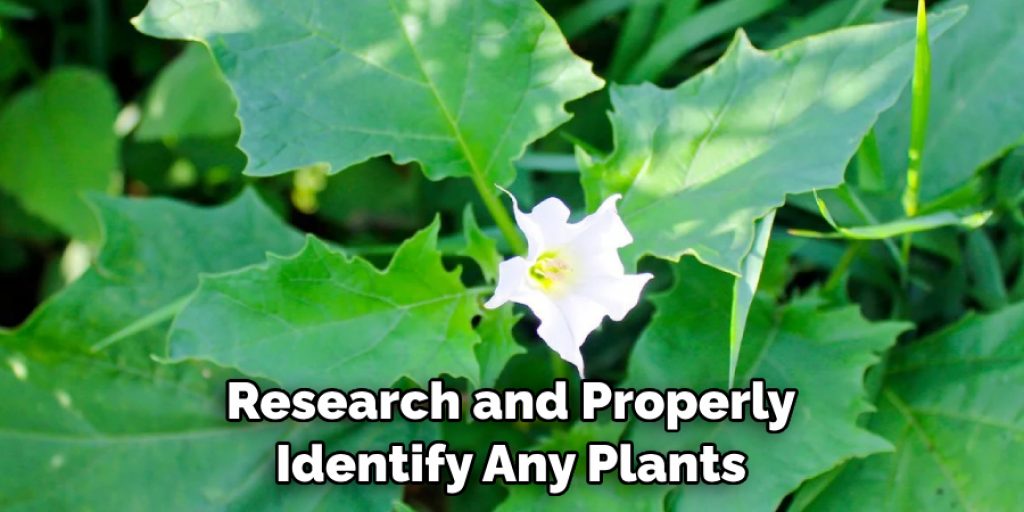 Research and Properly Identify Any Plants