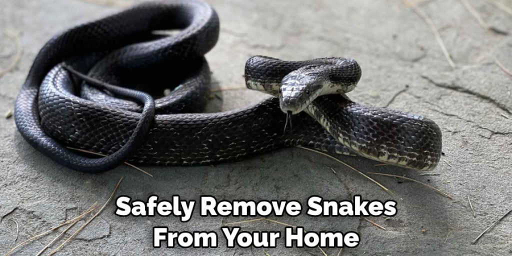 Safely Remove Snakes From Your Home
