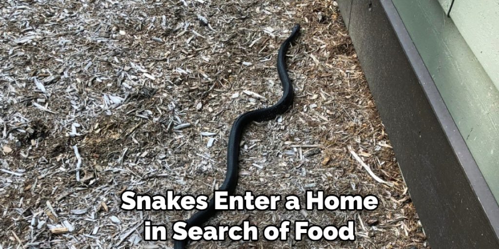 Snakes Enter a Home in Search of Food