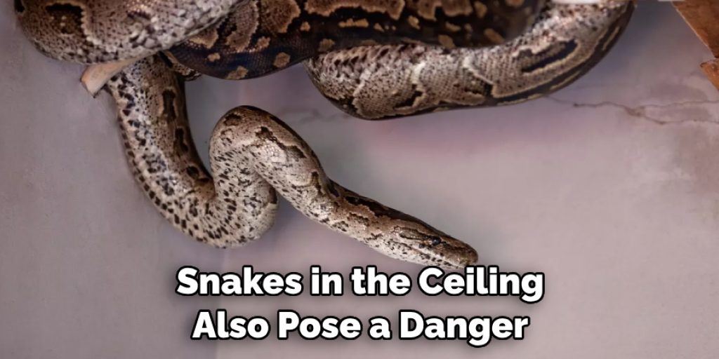 Snakes in the Ceiling Also Pose a Danger