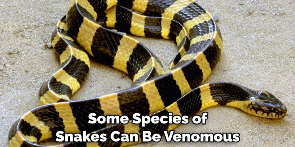 Some Species of Snakes Can Be Venomous