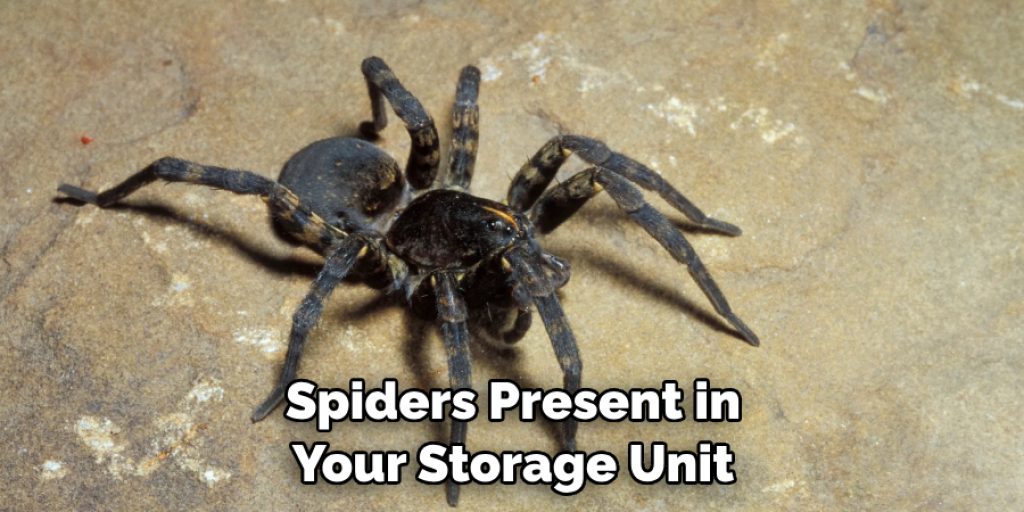 Spiders Present in Your Storage Unit