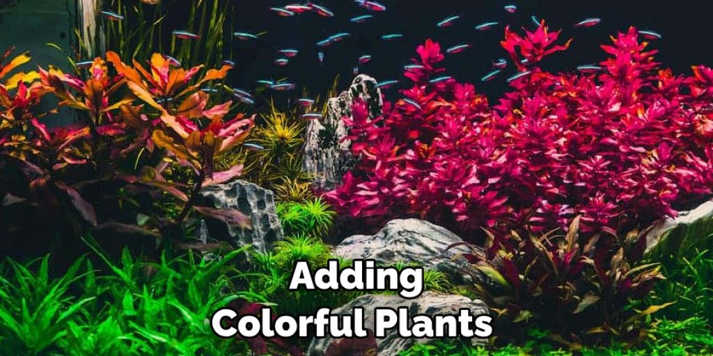 Adding Colorful Plants 