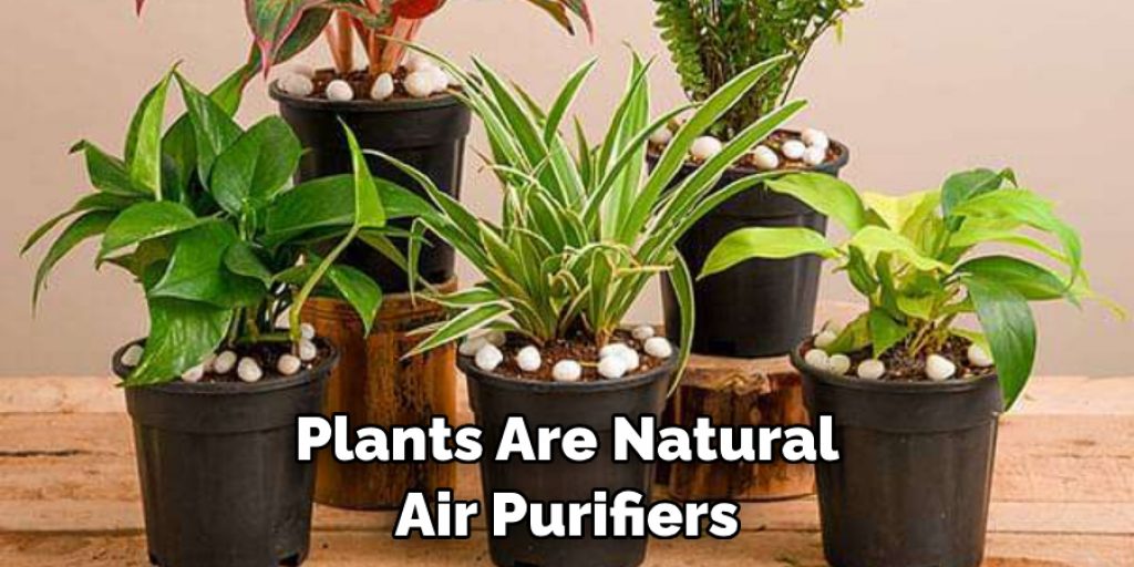Plants Are Natural Air Purifiers