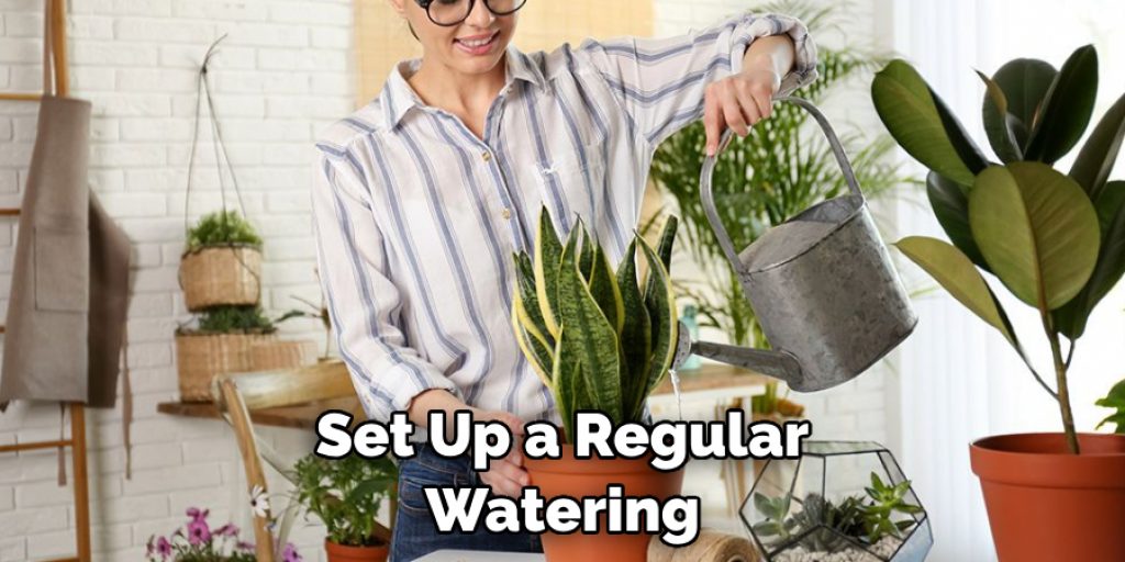 Set Up a Regular Watering