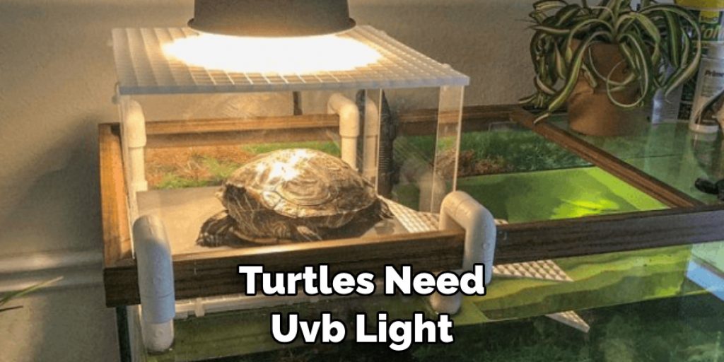 Turtles Need Uvb Light