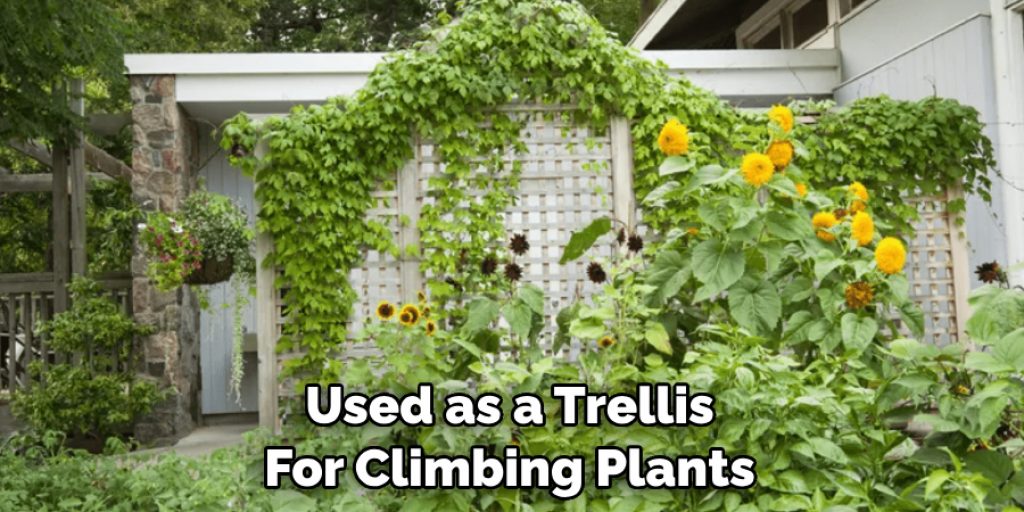 Used as a Trellis For Climbing Plants