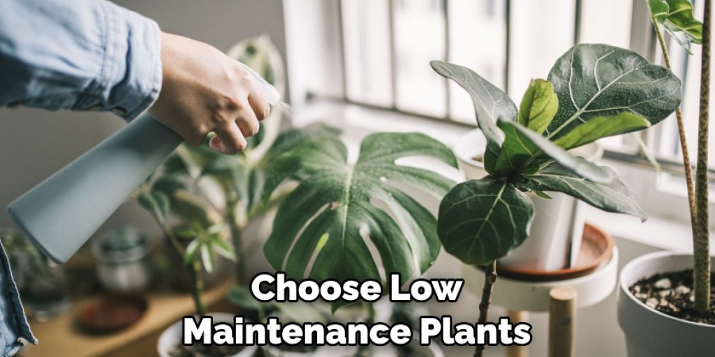 Choose Low Maintenance Plants