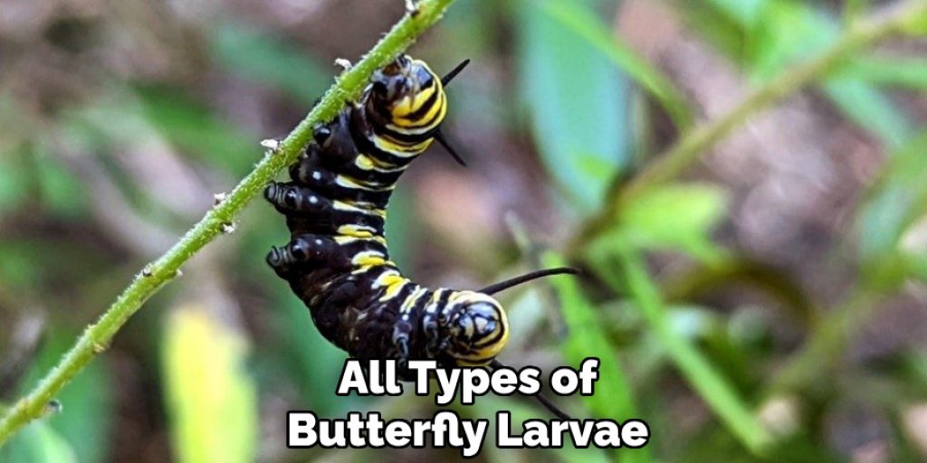 All Types of Butterfly Larvae