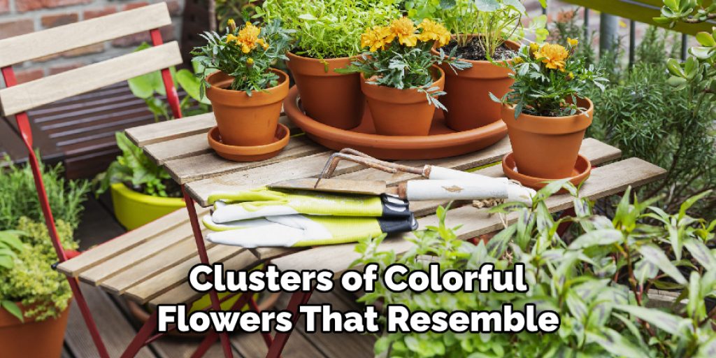 Clusters of Colorful Flowers That Resemble