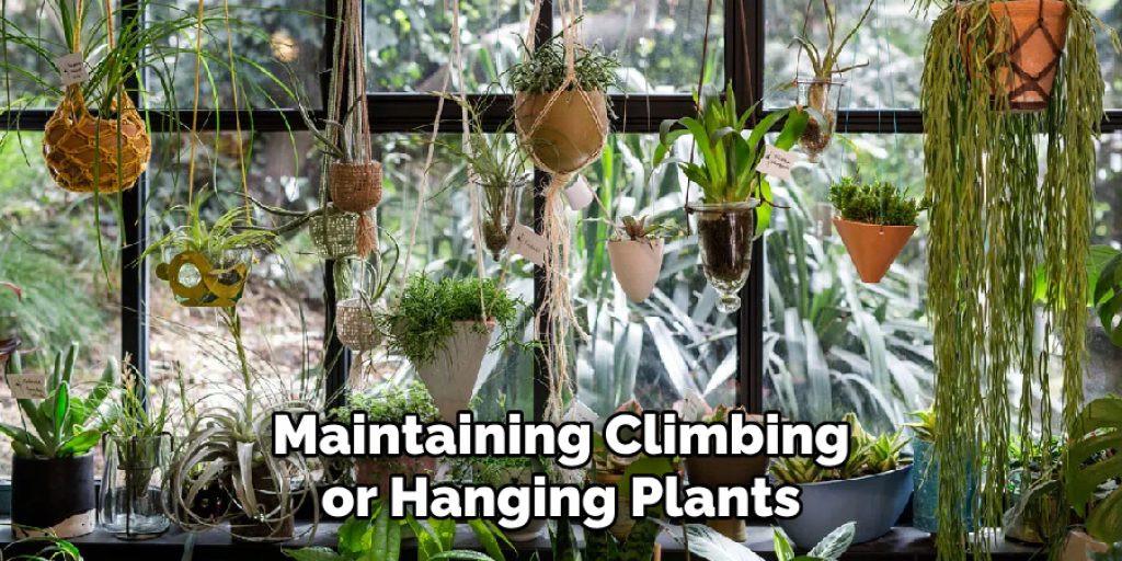 Maintaining Climbing or Hanging Plants