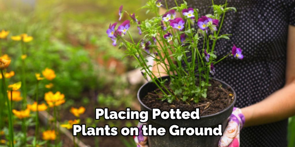 Placing Potted Plants on the Ground