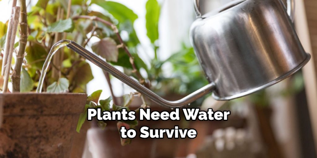 Plants Need Water to Survive