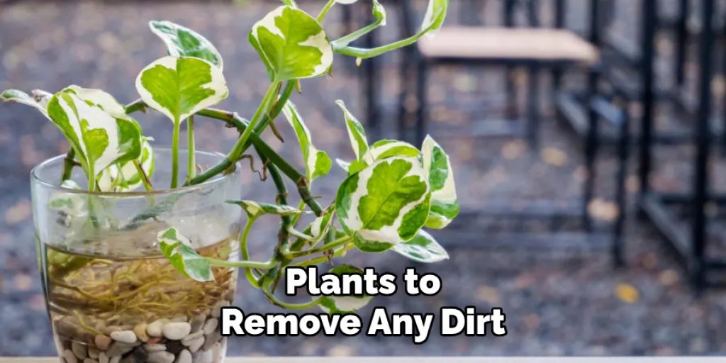 Plants to Remove Any Dirt