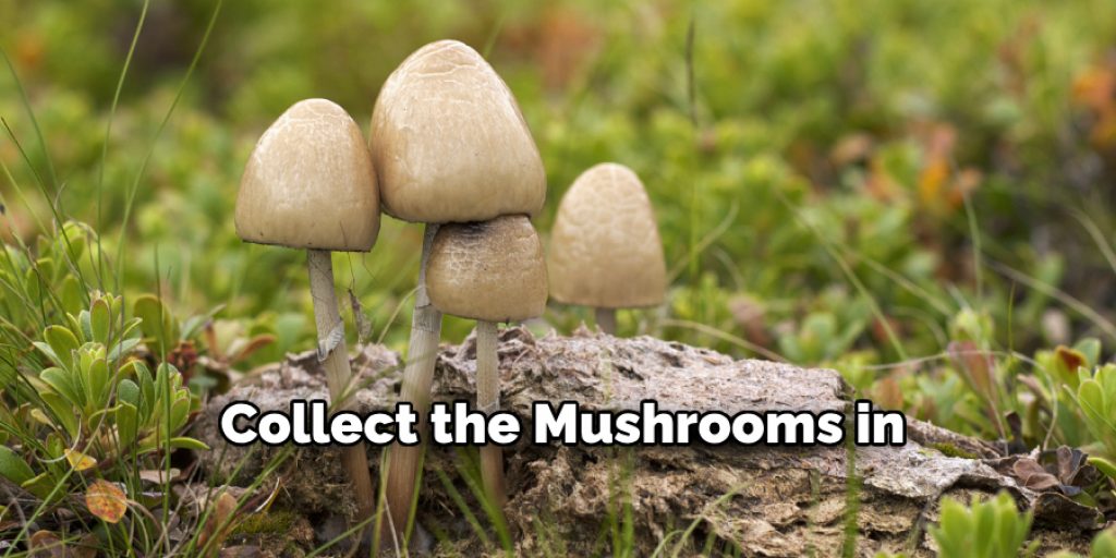  Collect the Mushrooms in