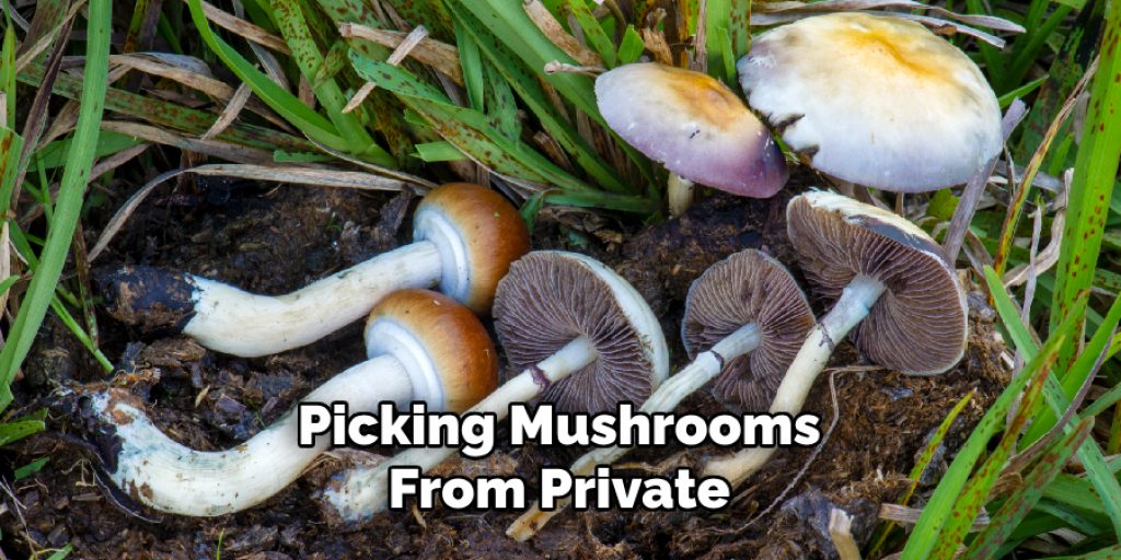 Picking Mushrooms From Private