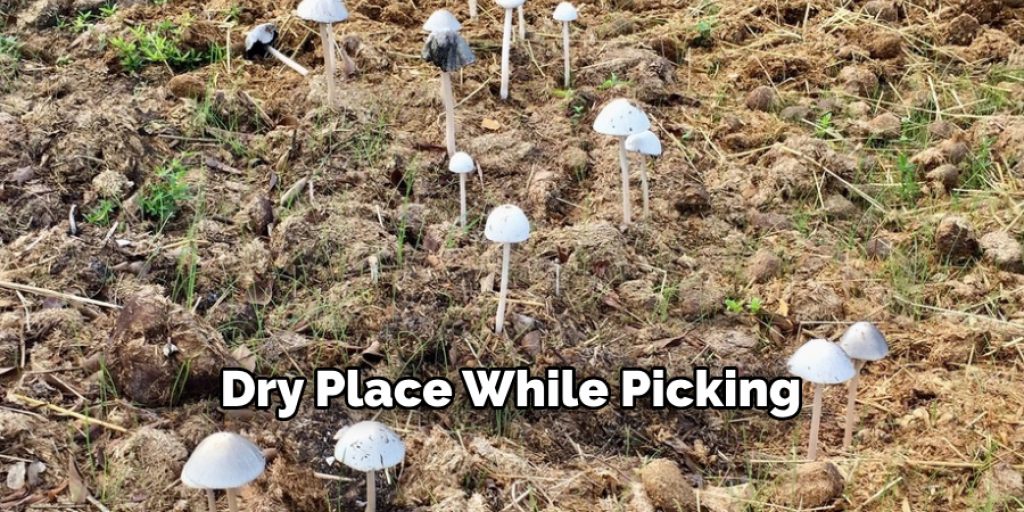 Dry Place While Picking