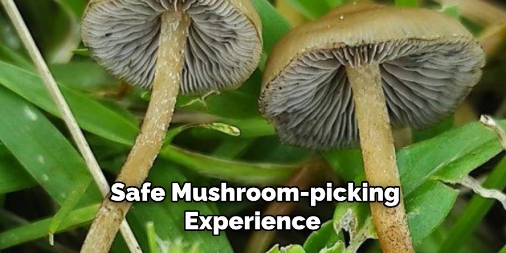  Safe Mushroom-picking Experience
