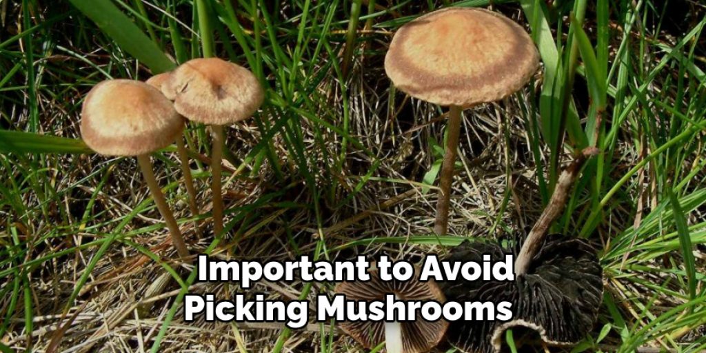  Important to Avoid Picking Mushrooms 