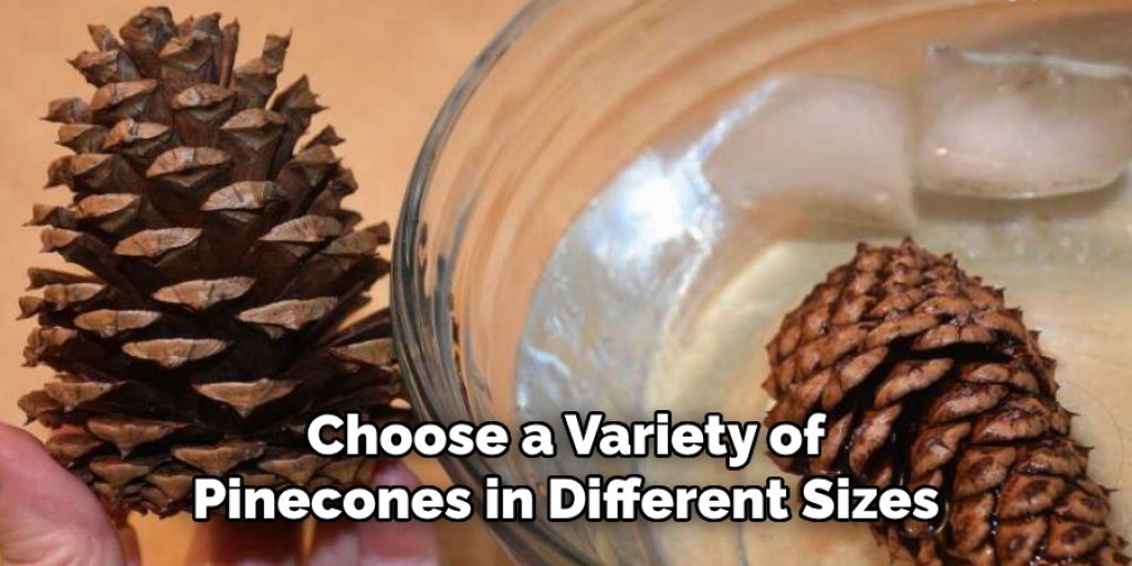 Choose a Variety of Pinecones in Different Sizes