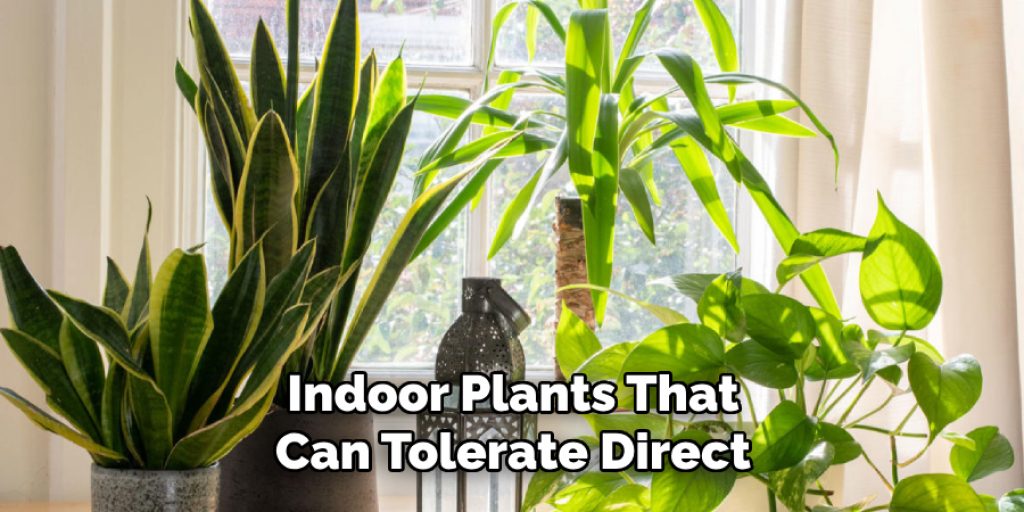 Indoor Plants That Can Tolerate Direct