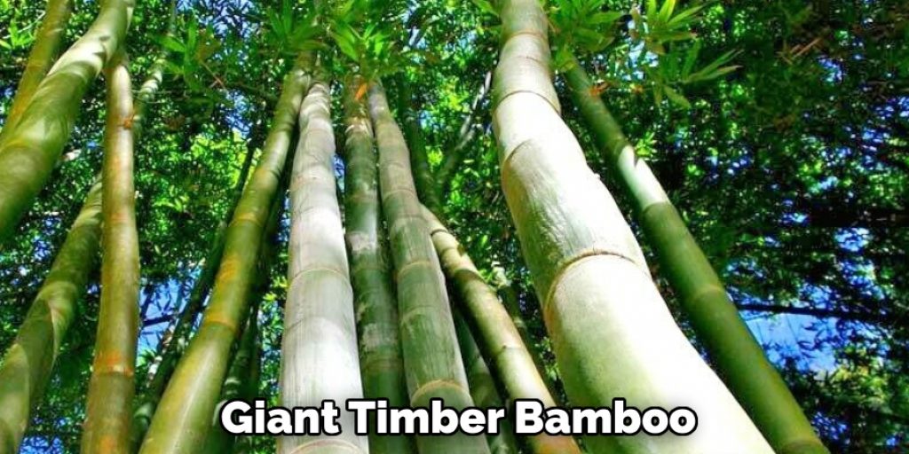 Giant Timber Bamboo