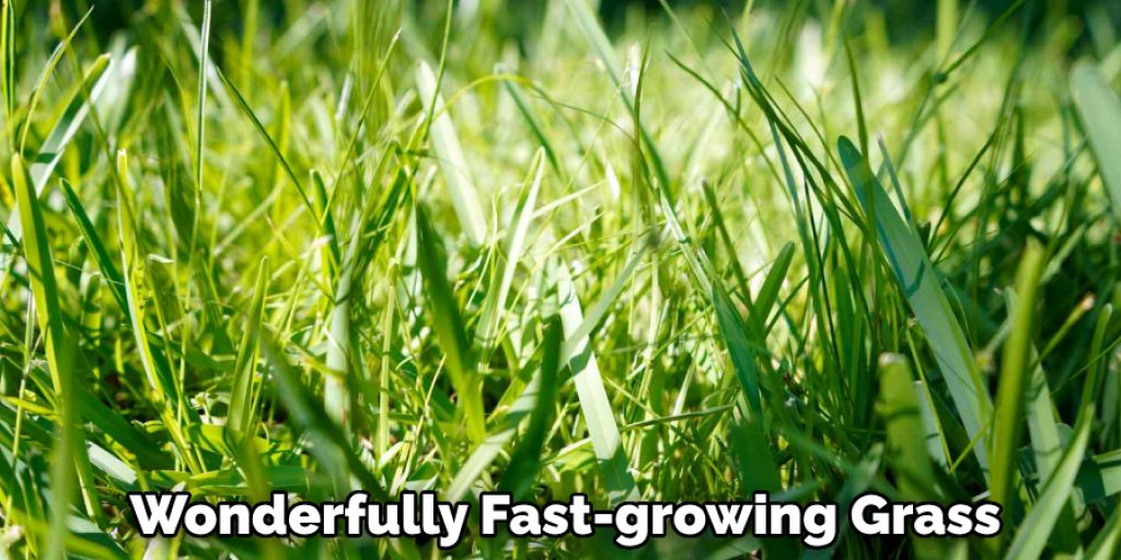 Wonderfully Fast-growing Grass