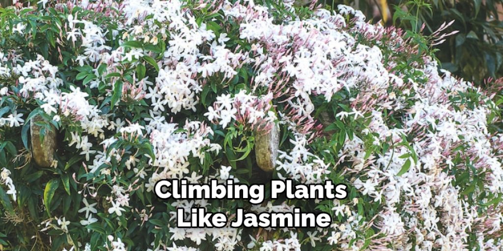 Climbing Plants Like Jasmine