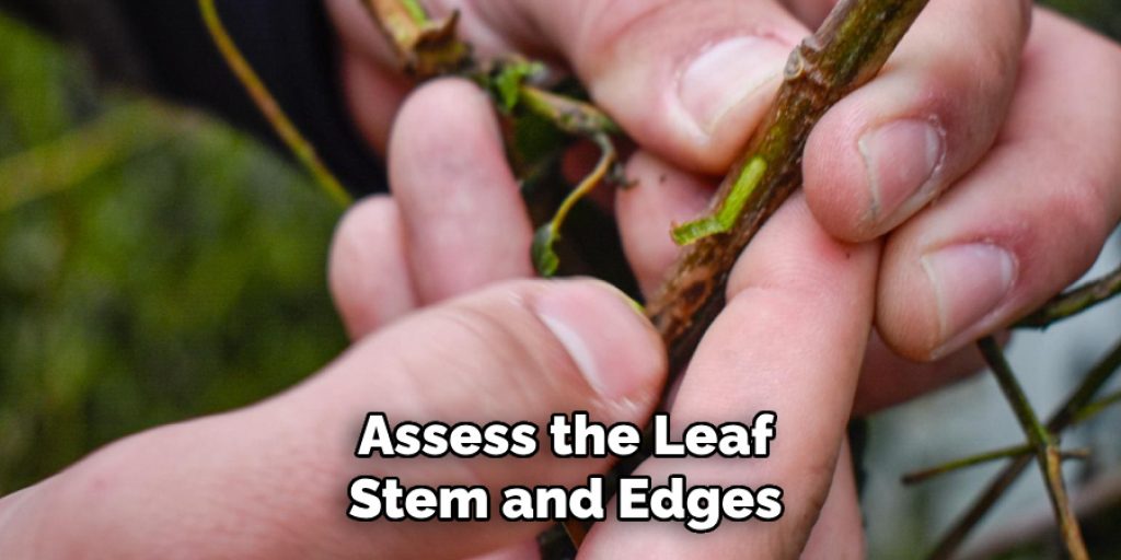 Assess the Leaf
Stem and Edges