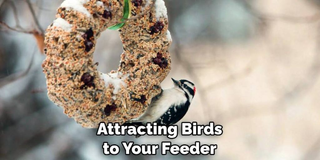 Attracting Birds to Your Feeder